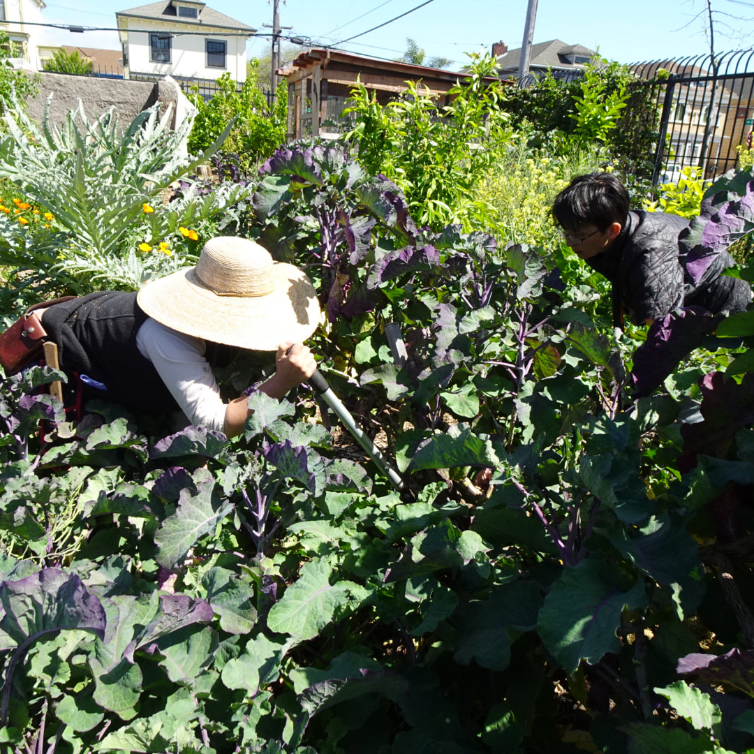 Photo of two people bent over a large patch of kale, harvesting it with sheers.